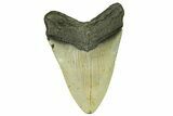 Serrated, Fossil Megalodon Tooth - North Carolina #294503-1